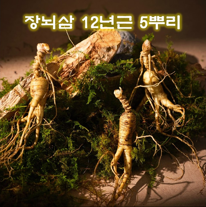 [장뇌삼][12년근][5뿌리][국산] 자연 산양삼 장뇌삼 12년근 5뿌리 고급선물 기념일